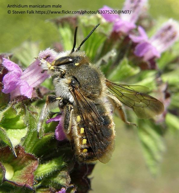Wool carder bee (Anthidium manicatum) - Bumblebee Conservation Trust