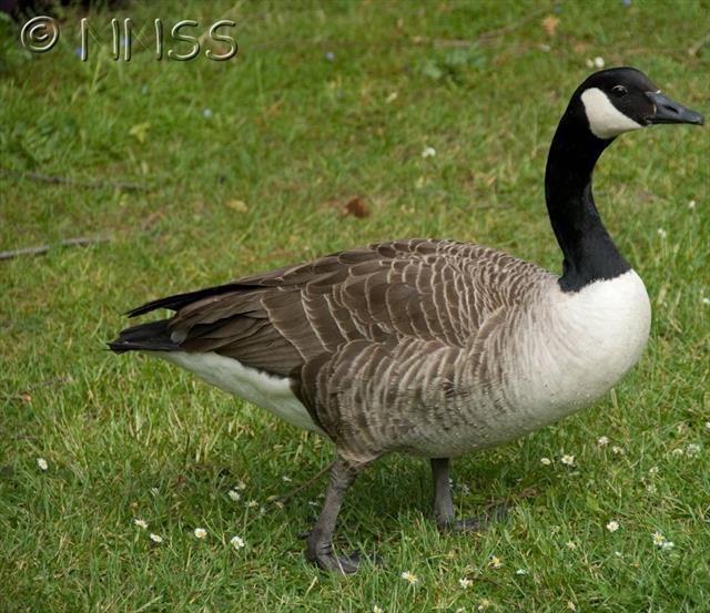 Canada goose 2025 ireland zoo