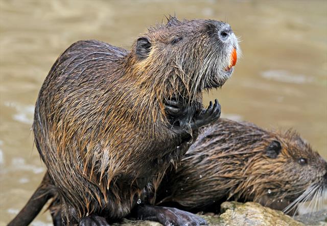 Coypu fur store