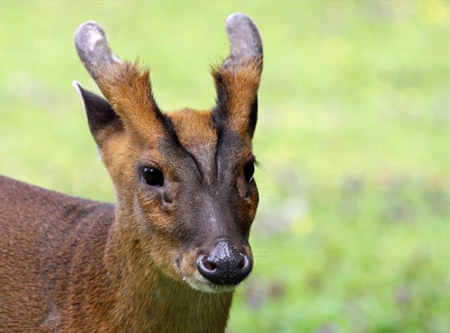 Muntjac dear on sale