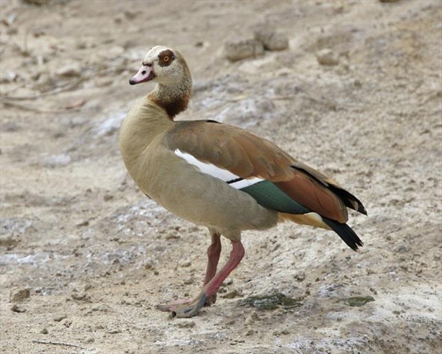 Goose, Species Profile