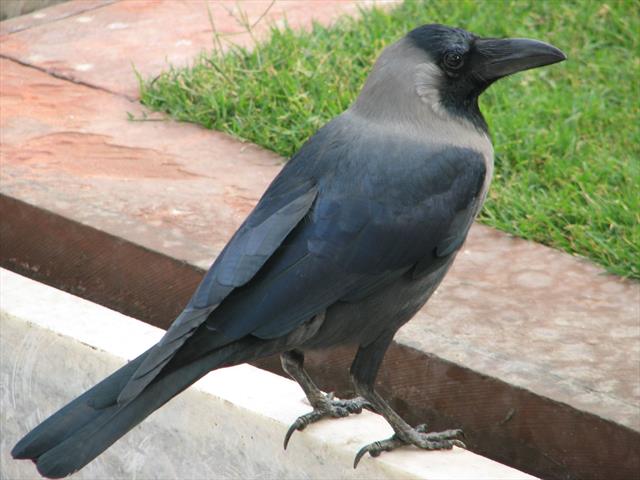 Corvus splendens – Centre de ressources