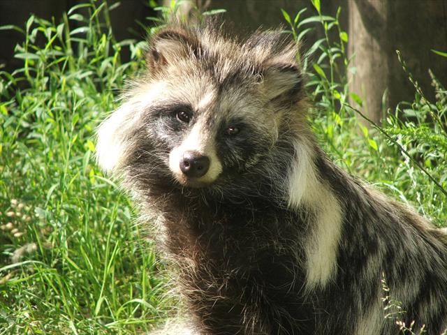 how tall is a raccoon dog