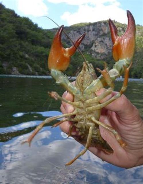 Signal Crayfish (Pacifastacus leniusculus) - Species Profile