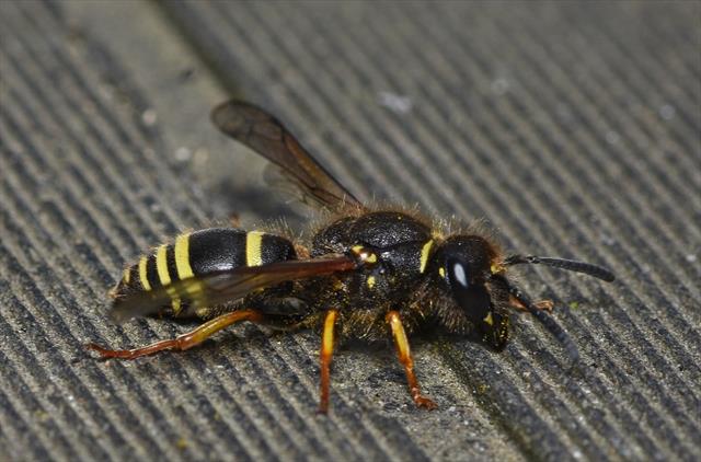 black and yellow striped wasp - Ancistrocerus capra 