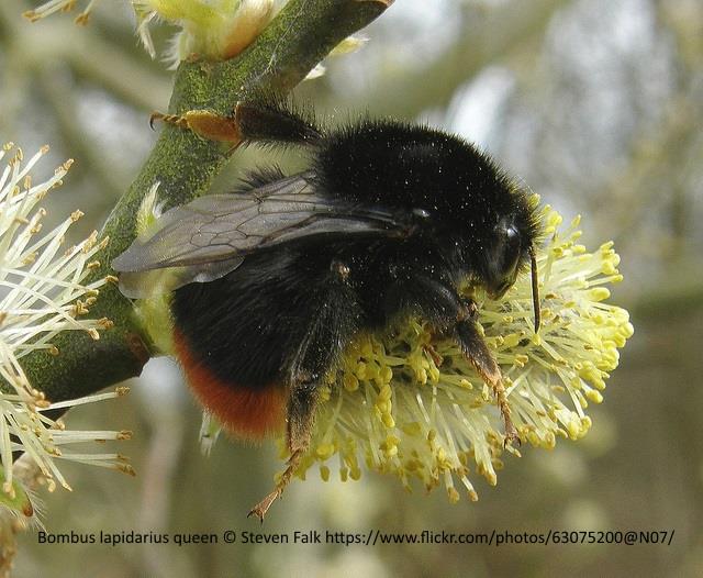 Large Garden Bumblebee  Suffolk Biodiversity Information Service